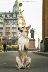 View of dog on street in city