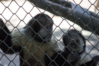 Close-up of chainlink fence