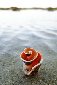 Close-up of dessert in water