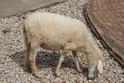 High angle view of sheep on field