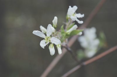 Close-up of white cherry blossom