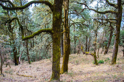 Trees in forest