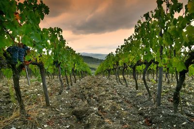 Vineyard against sky