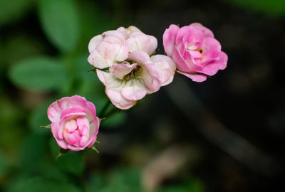 Close-up of pink rose