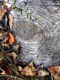 Close-up of tree stump