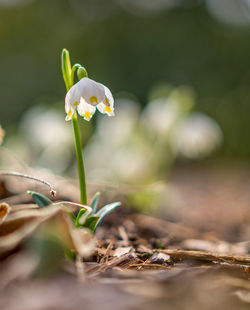 Close-up of white flowering plant