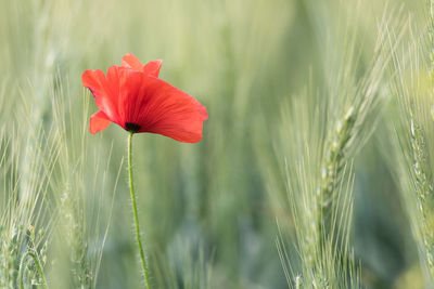 Close-up of red poppy flower on field