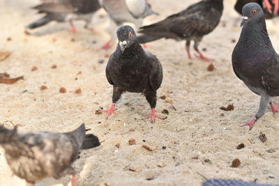 Pigeons on a land