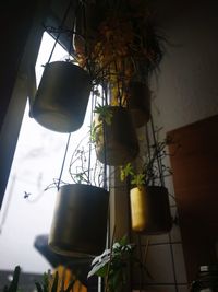 Low angle view of potted plants hanging against wall