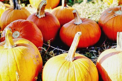 Close-up of pumpkins in market