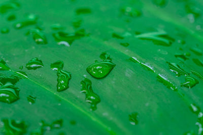 Full frame shot of raindrops on leaves