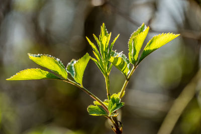 Close-up of plant