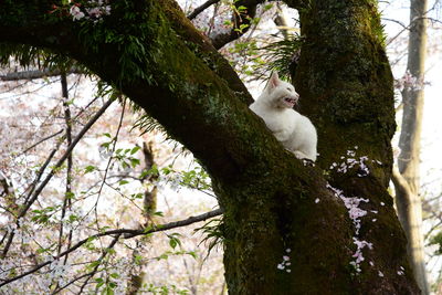 Cat sitting on tree