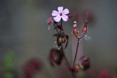 Close-up of pink flowers