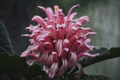 Close-up of pink flower