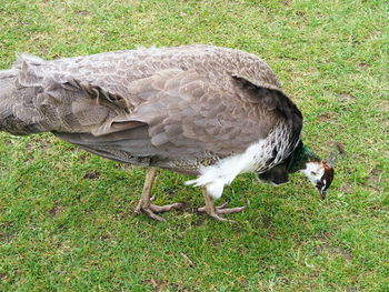 High angle view of bird on field