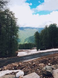 Scenic view of forest against sky