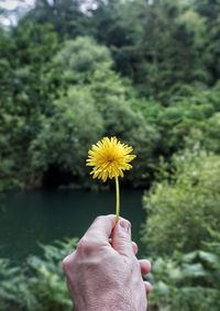 Close-up of hand holding yellow flower