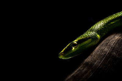 Close-up of green snake on tree at night