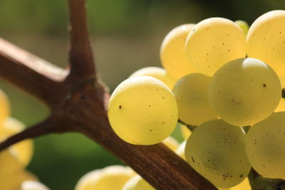 Close-up of yellow fruit tree