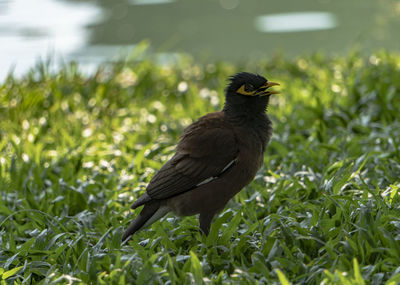 Close-up of bird perching on field