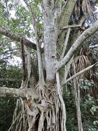 Low angle view of trees growing in forest