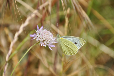 Close-up of purple flowering plant on land