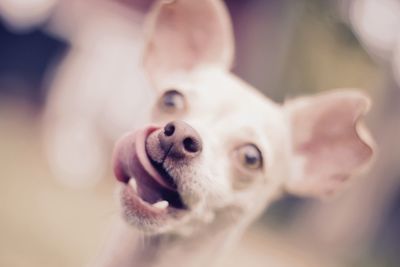 Close-up portrait of a dog