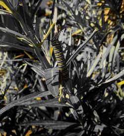 Close-up of lizard on plant