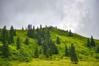 Panoramic shot of trees on land against sky