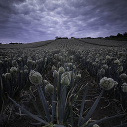 Plants growing on field against sky