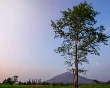 Low angle view of trees against sky during sunset