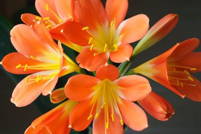 Close-up of orange flowers