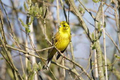 Bird perching on a branch