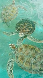 High angle view of sea turtle swimming in underwater