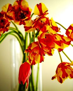 Close-up of red flowers