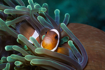 Close-up of clown fish swimming in sea