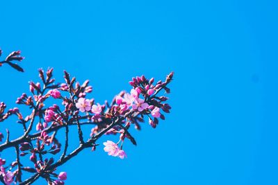 Low angle view of pink cherry blossom against blue sky