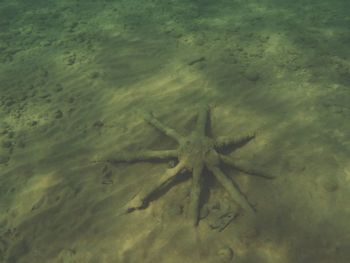 starfish