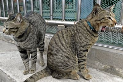 Close-up portrait of cats