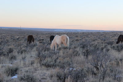 Horses grazing on field