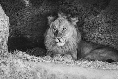 Portrait of lion resting in cave