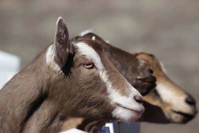 Close-up of cow