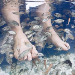 Low section of man receiving fish spa treatment