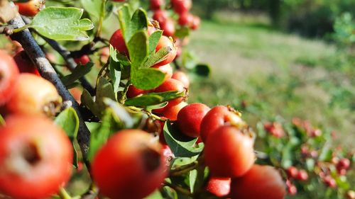 Close-up of plant