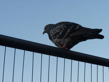 Low angle view of bird perching on railing against sky