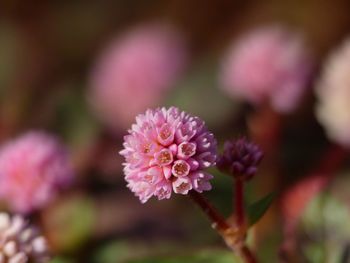 Close-up of pink flowering plant