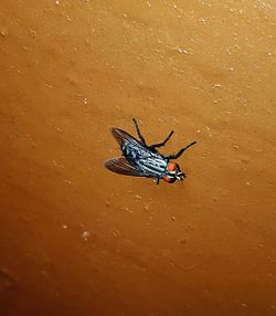 High angle view of insect on sand