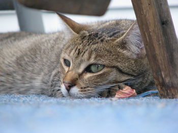 Close-up portrait of tabby cat