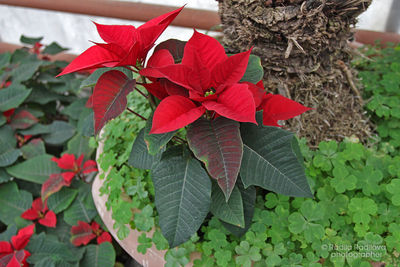 Close-up of red flowers blooming outdoors